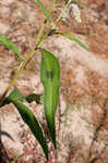 Curlytop knotweed